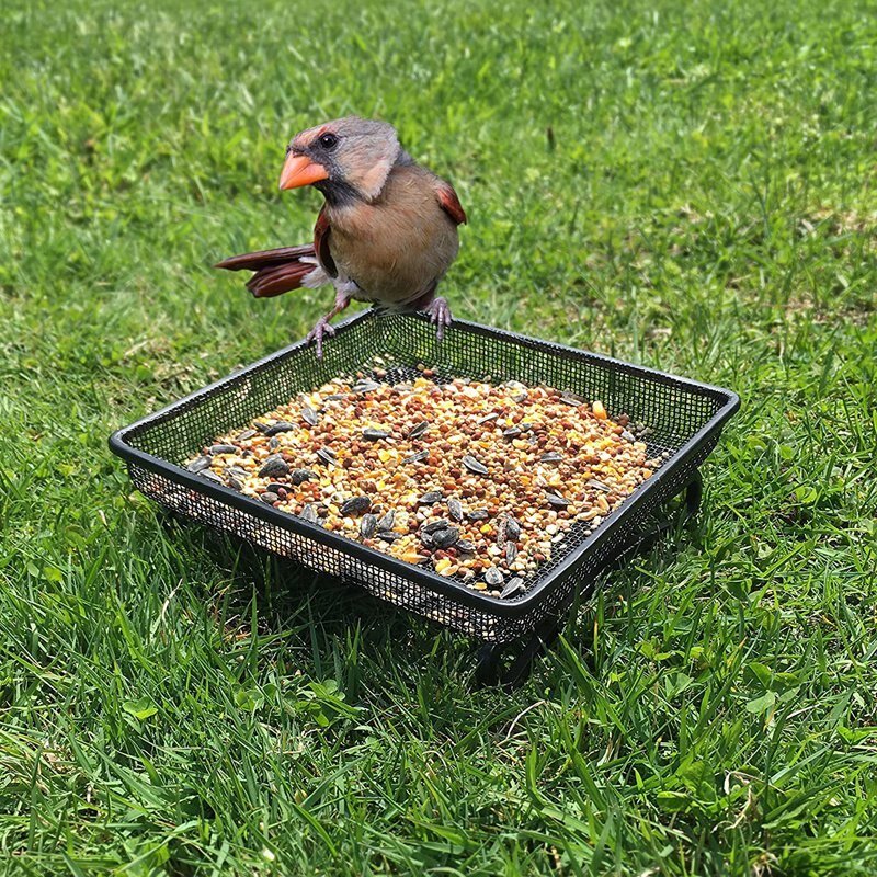Ground Bird Feeder Tray for Feeding Birds That Feed Off the Ground Durable and Compact Platform Bird Feeder Dish