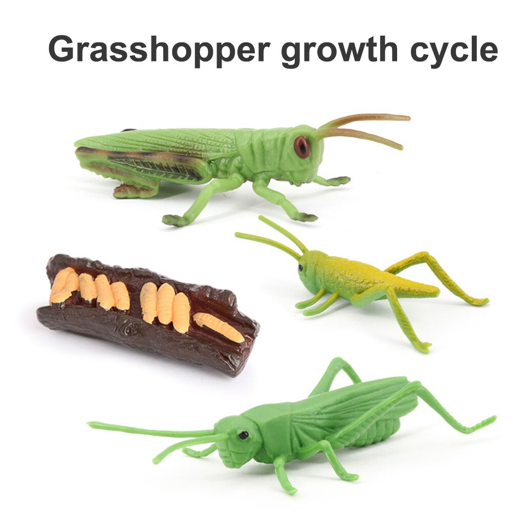 1 set heuschrecken-lebenszyklus-set, frühkindliches lernmaterial aus kunststoff, realistische miniaturtiere, spielzeug