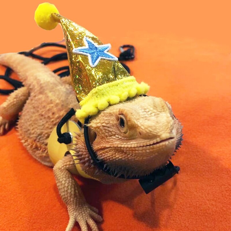 Bearded Dragon Birthday Hat Leash and Harness from... – Grandado