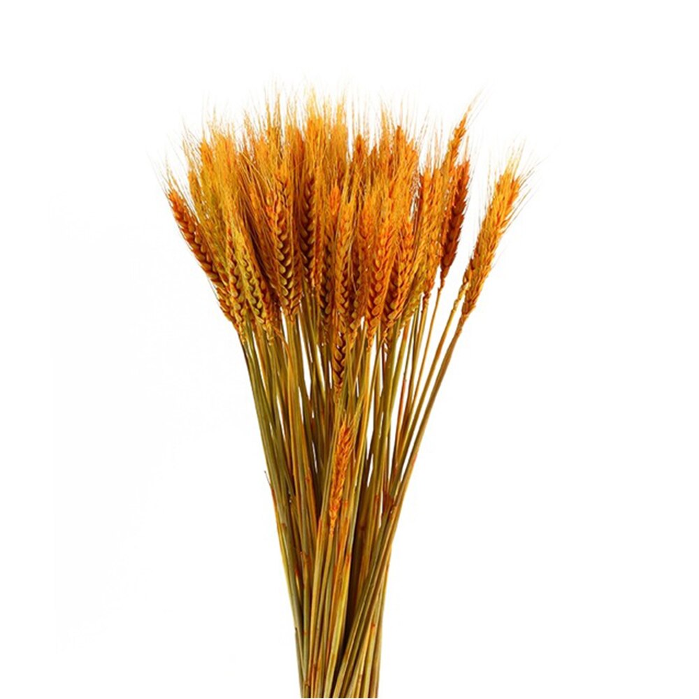 50Pcs/lot Real Wheat Ear Flower Natural Dried Flowers or Wedding Party Decoration DIY Craft Scrapbook Home Decor Wheat Bouquet: Gold