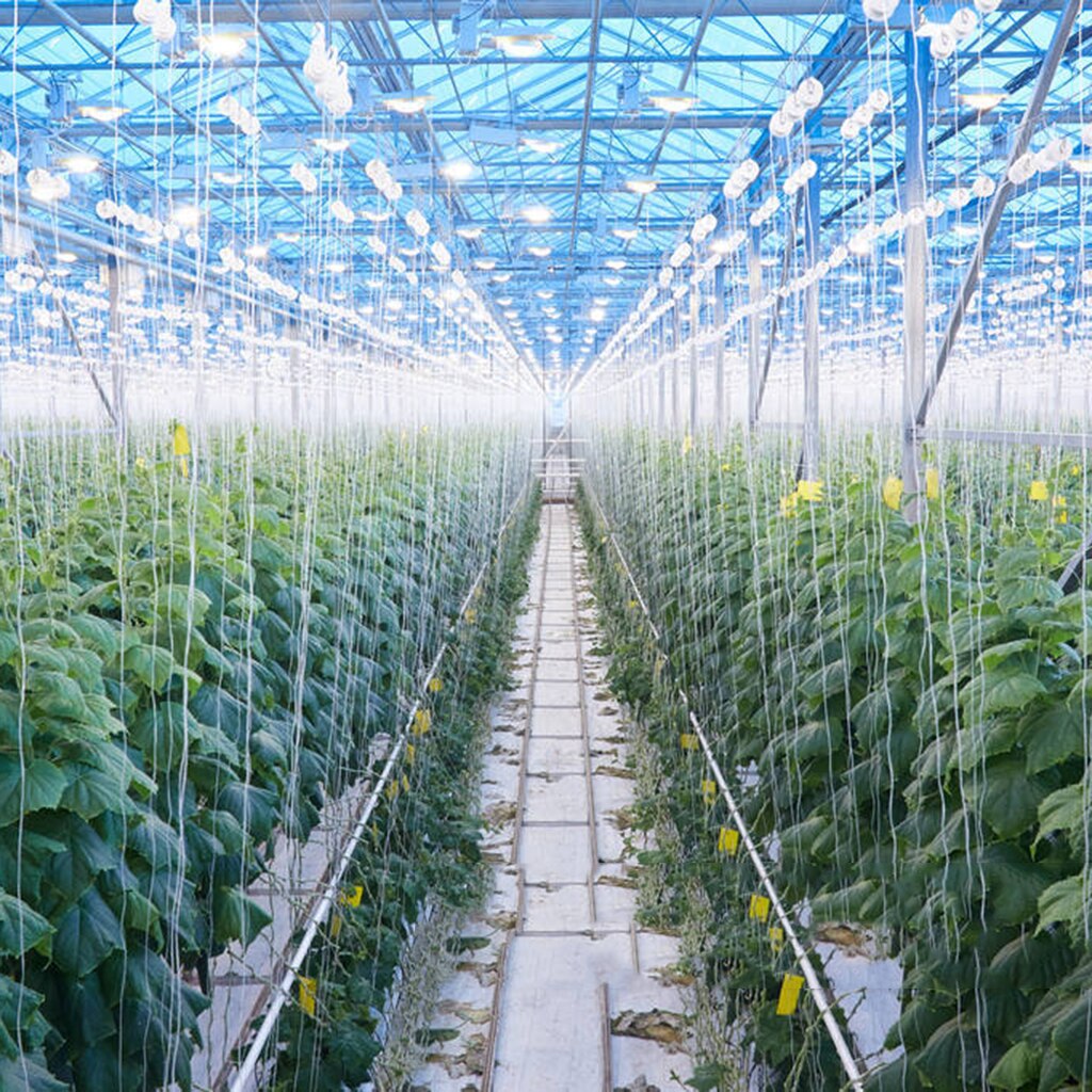 Juego de 2 ganchos para tomate, Clips para vegetales, para plantar cerezas de pepino, fruta, cuerda de 15m