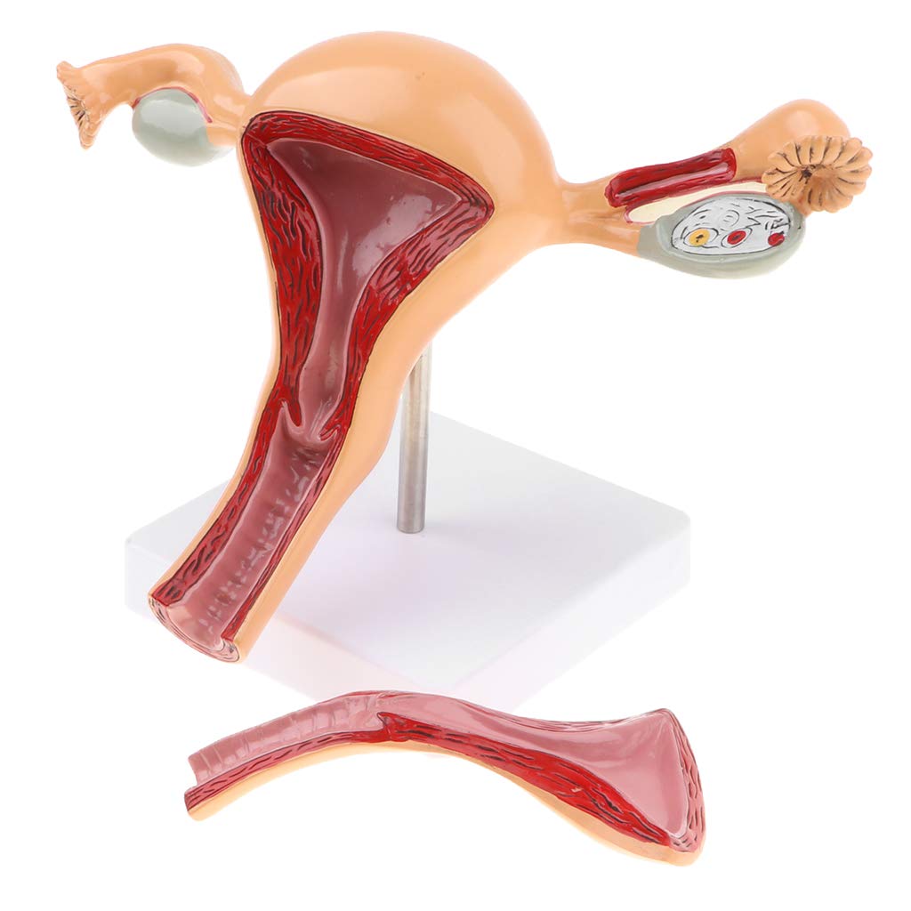 1: 1 Vrouwelijke Baarmoeder Model 2 Verwijderbare Onderdelen Human Anatomisch Model Voor School Onderwijs Tool Leren Display Lab Levert