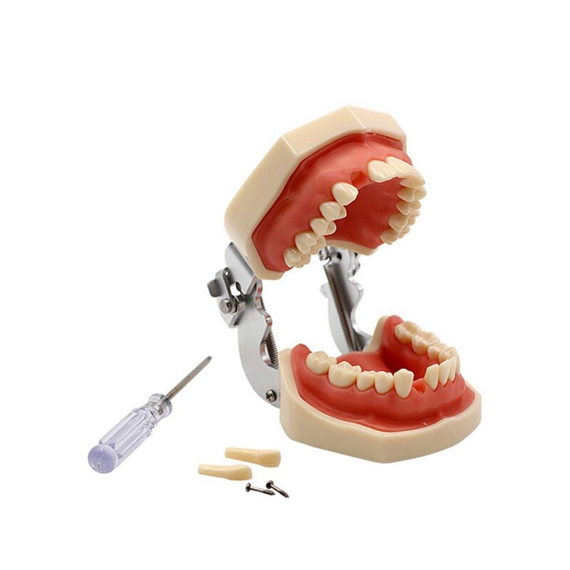 Teaching Model Teeth Model for Dentist to Communicate with Patients Standard Teeth Models with 28 Teeth and Soft Gum
