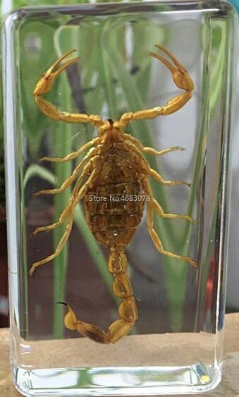 1 stykke edderkop prøve tarantula i klar harpiks pædagogisk udforske instrument skole biologi undervisningsartikler 73 x 41 x 20mm: Gul skorpion
