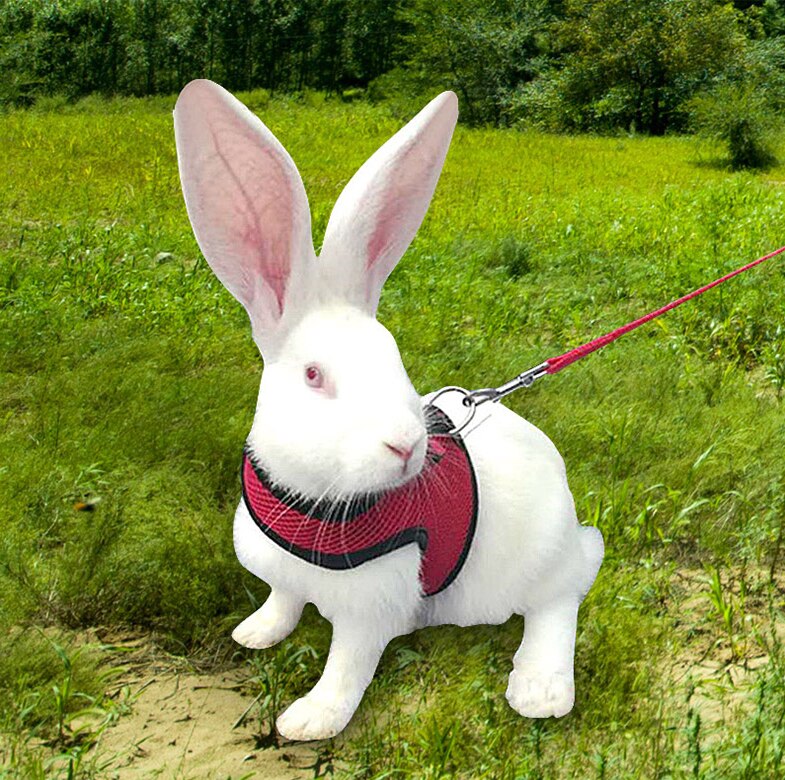 Pet Mesh Soft Harness With Leash Small Animal Vest... – Grandado