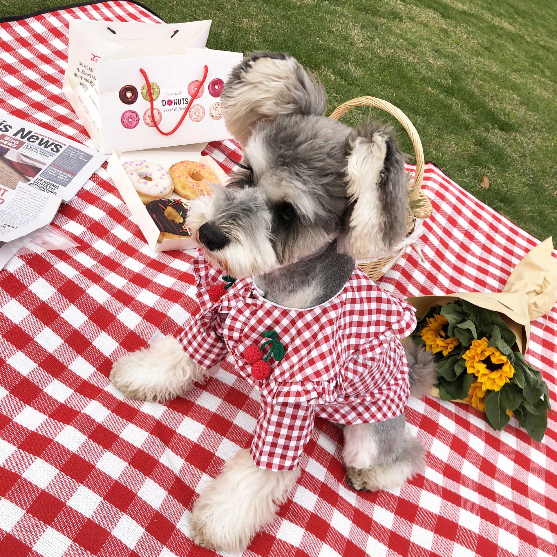 Camisa a cuadros para perros pequeños, abrigo de Chihuahua, Schauzer, Akita, ropa para cachorros, Gato, nueva