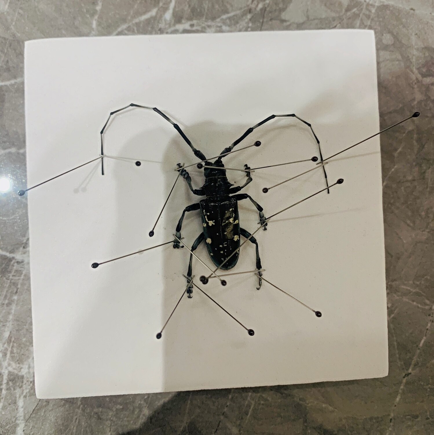 50Pcs Insect Pin Specimen Naald Rvs Met Buis Voor School Lab Entomologie Body Dissectie Insect Sample Naald