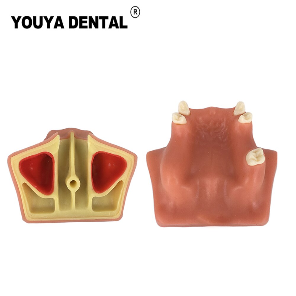Teeth Implant Practice Model Maxillary Sinus Tooth Implant Model For Dentist Student Training Teaching Material