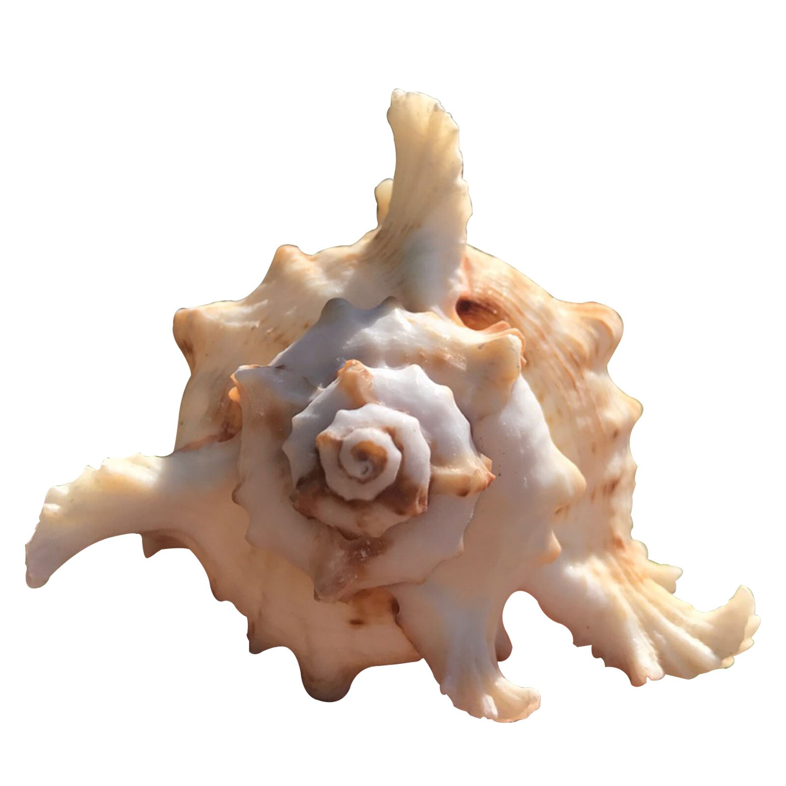 Sea Shell Plant Pots Conch Air Plant Holder Decorative Planter Flower Container Home Furnishing Garden Supplies