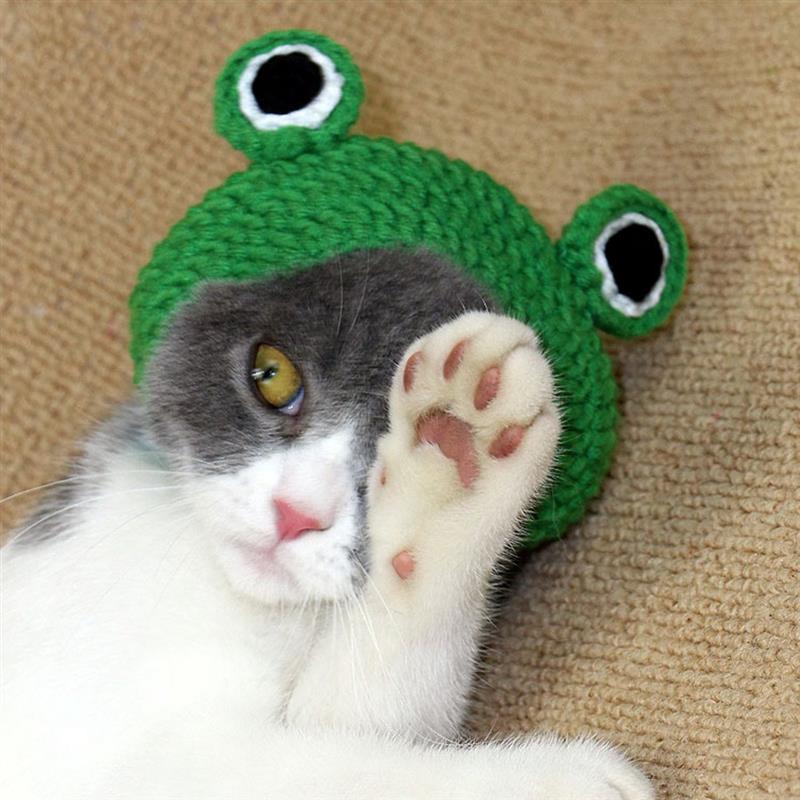 Tejido de punto lindo gato sombreros Rana cachorro gatito sombrero para invierno y otoño de algodón hecho a mano mascota de perro accesorios para perrito
