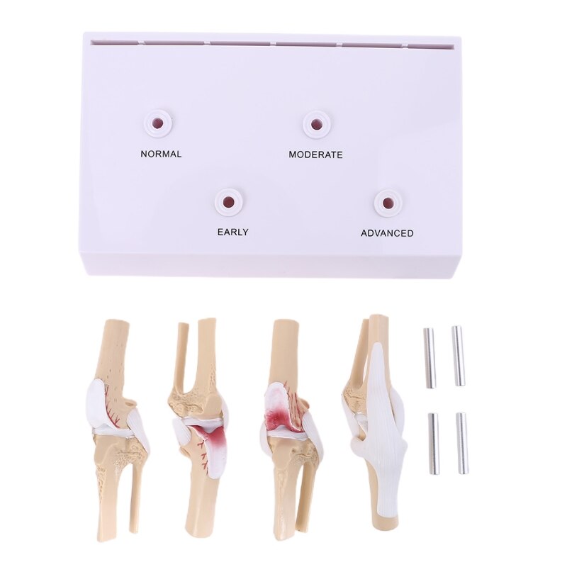 Animal Dog Canine Knee Joint Model Skeleton Veterinary Teaching Research Display