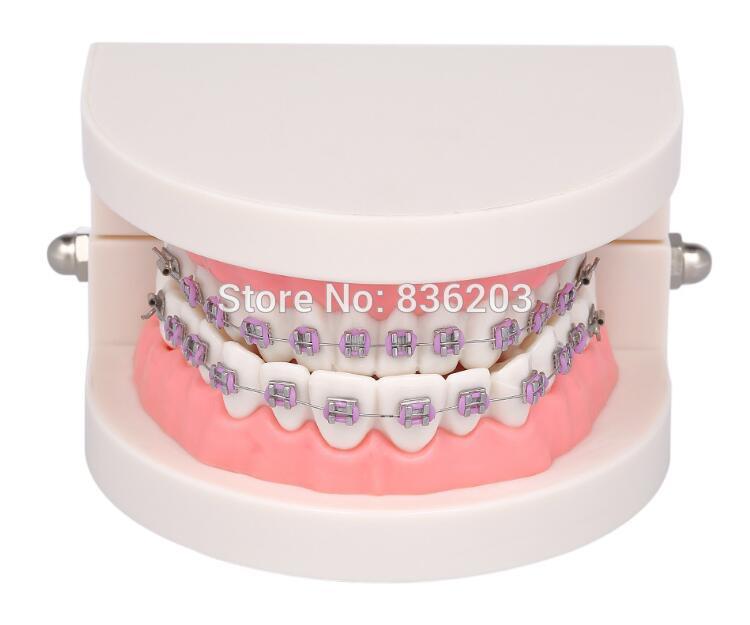 Équipement de laboratoire dentaire blanchiment des dents orthodontique dentiste humain Standard anatomique crâne squelette étude d'enseignement modèle de brossage