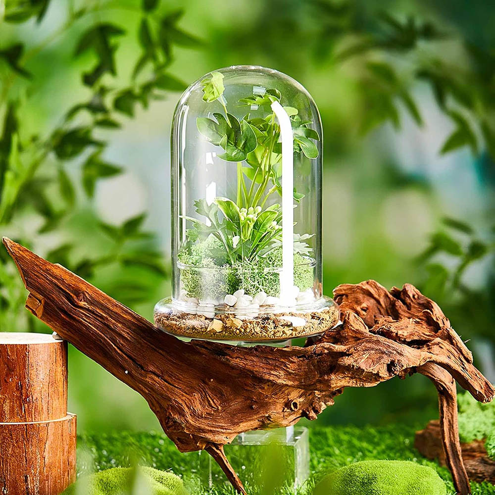 Cúpula de vidrio con orificio de aire, campana de cristal con Base, exhibición de mesa para el hogar, contenedor de terrario transparente para plantas, terrario