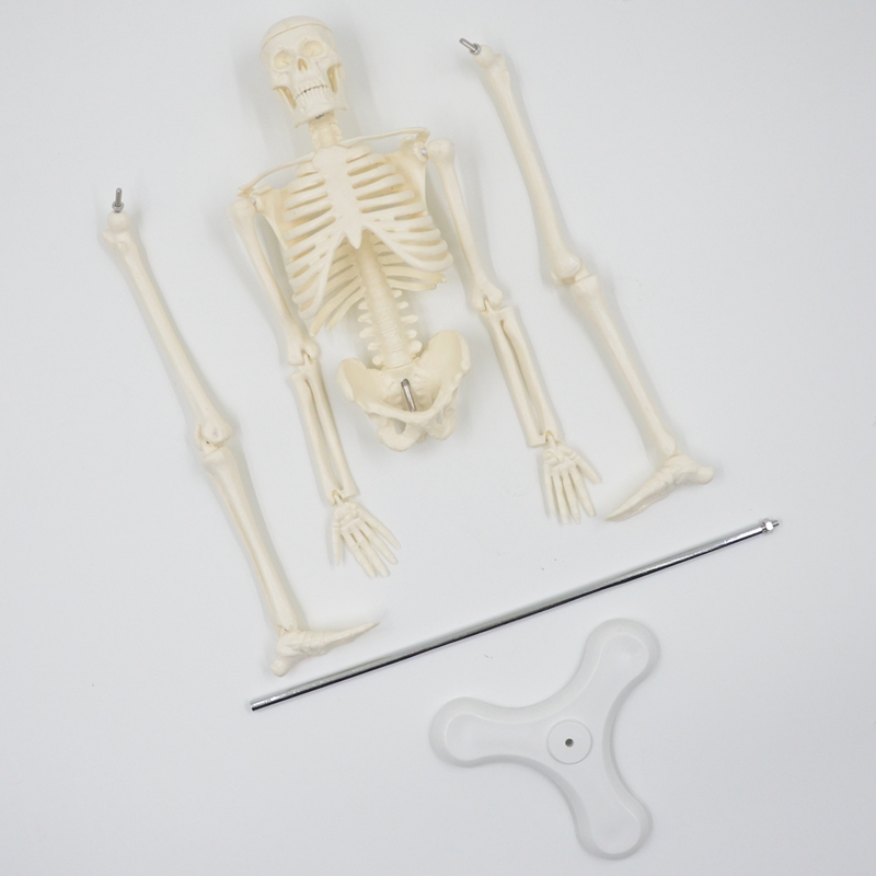 45 Cm Menselijk Anatomie Anatomisch Skelet Model Medische Poster Medische Leren Aid Anatomie Menselijk Skelet Model