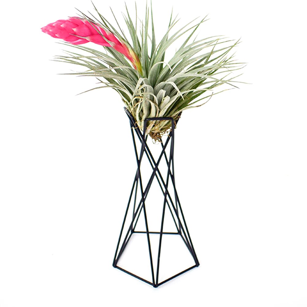 Tillandsia balkon kantoor luchtplant houder ijzeren kunst stabiele tuin bureaublad bloempotten standaard ornamenten huisdecoratie scandinavische stijl: Zwart