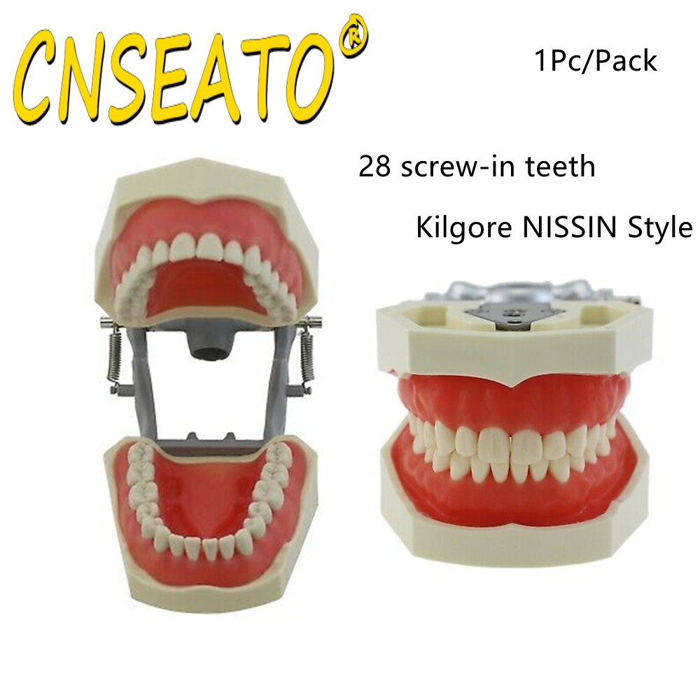 Dental Model Training Typodont Teeth Model With Removable Teeth Standard Teaching Gum Study Dentistry Demonstration Replacement