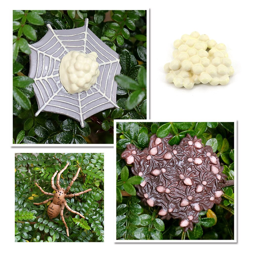 Spider Life Cycle of Growth Insects Animal Figures Miniature Educational Toys