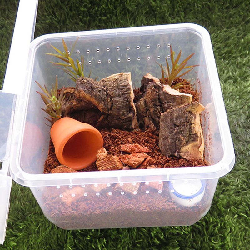 Krybdyr terrarium feeder avlskasse skildpadde edderkop firben bille insekt hus