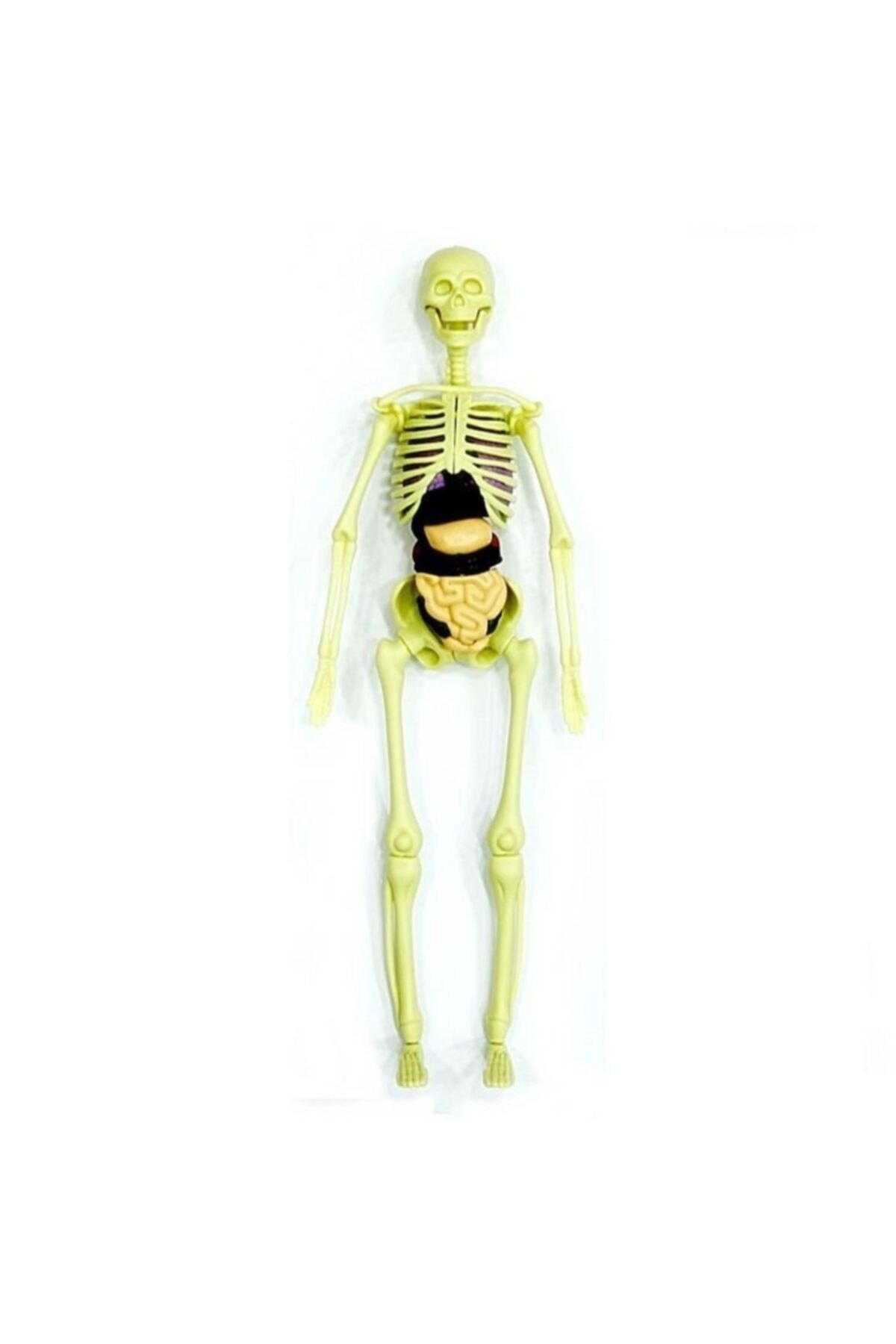 Human Body 3D Educational Kit, Biology, Skeleton Structure,