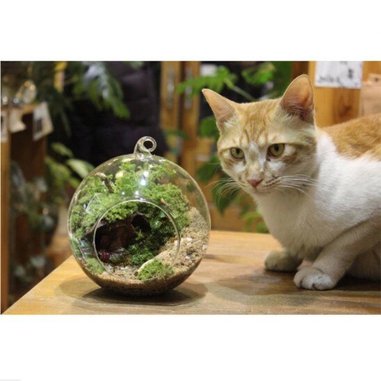 DIY Round Hanging Glass Vase Flower Pot Transparent Glass vase Hydroponic Container wedding Table Wall Garden Decoration