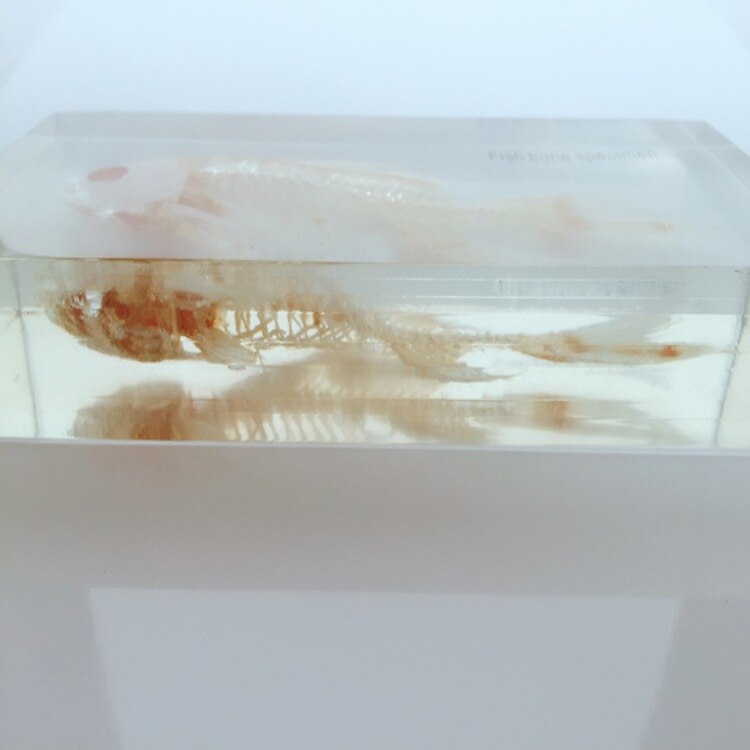 Fish Skeleton Embedded Specimen Transparent Resin Real Fish Bones Animals Skeleton Specimen Model Biology Anatomy Teaching Aids