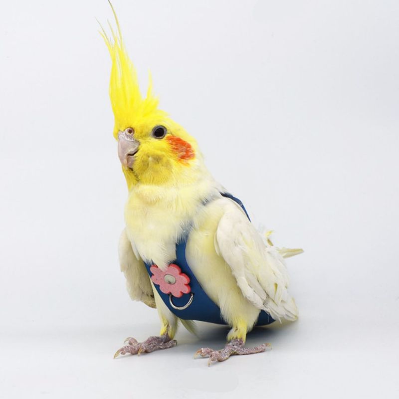 Pañal de cuero de terciopelo con loro y pájaro, palomas cacatúa, traje de vuelo, ropa, bolsillo para entrenamiento, suministros ajustables para mascotas