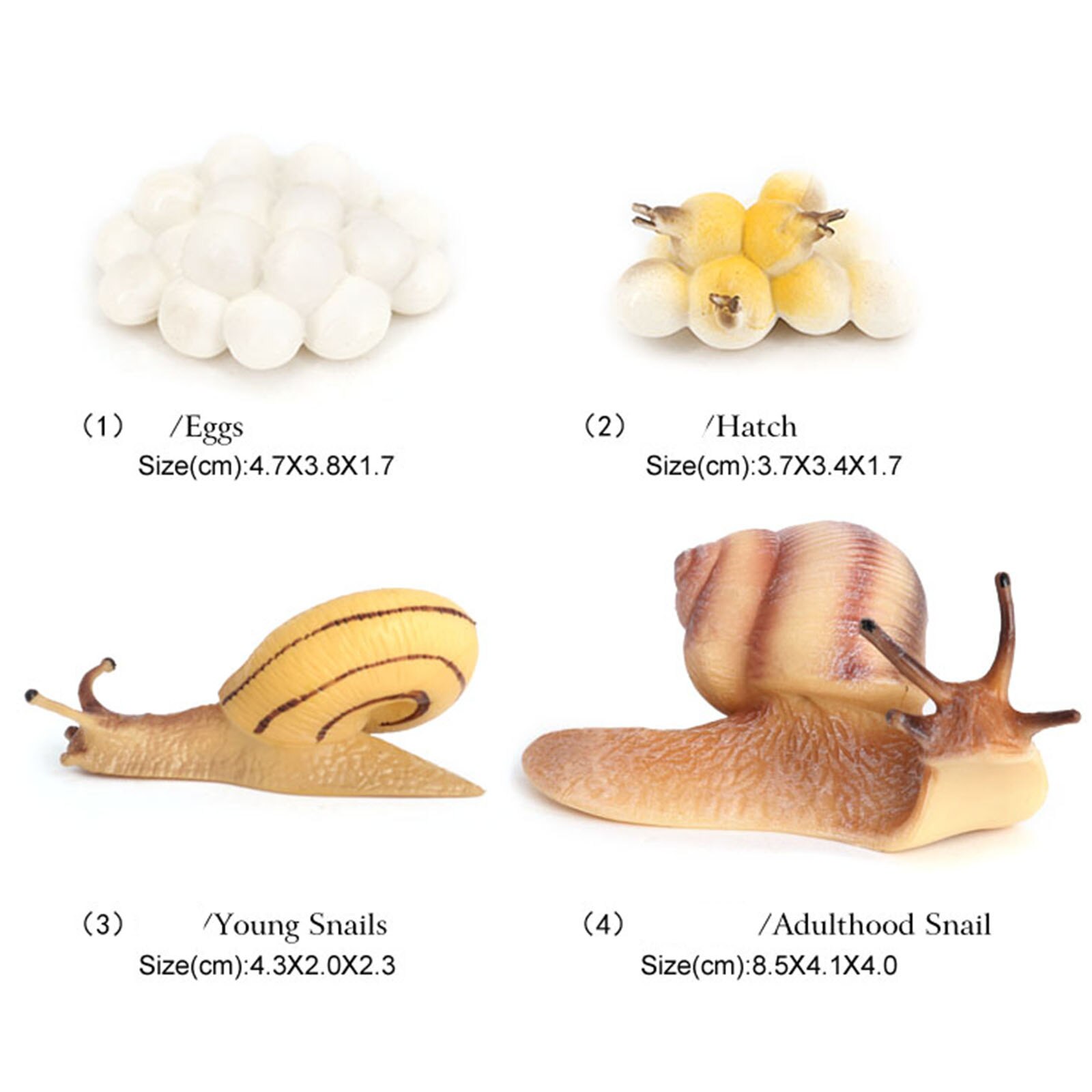 Realistic Snail Growth Cycle. Plastic Life Cycle. Animal Model