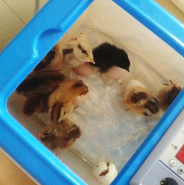 Mini 32 Egg Incubator Poultry Incubator Brooder Digital Temperature Hatchery Egg Incubator Hatcher Chicken Duck Bird Pigeon