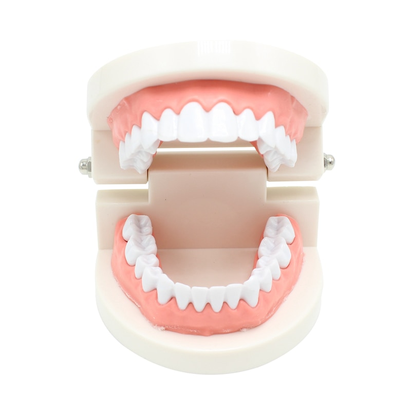 Moule de pour les dents d&#39;adultes, modèle Standard d&#39;enseignement dentaire, outil de démonstration