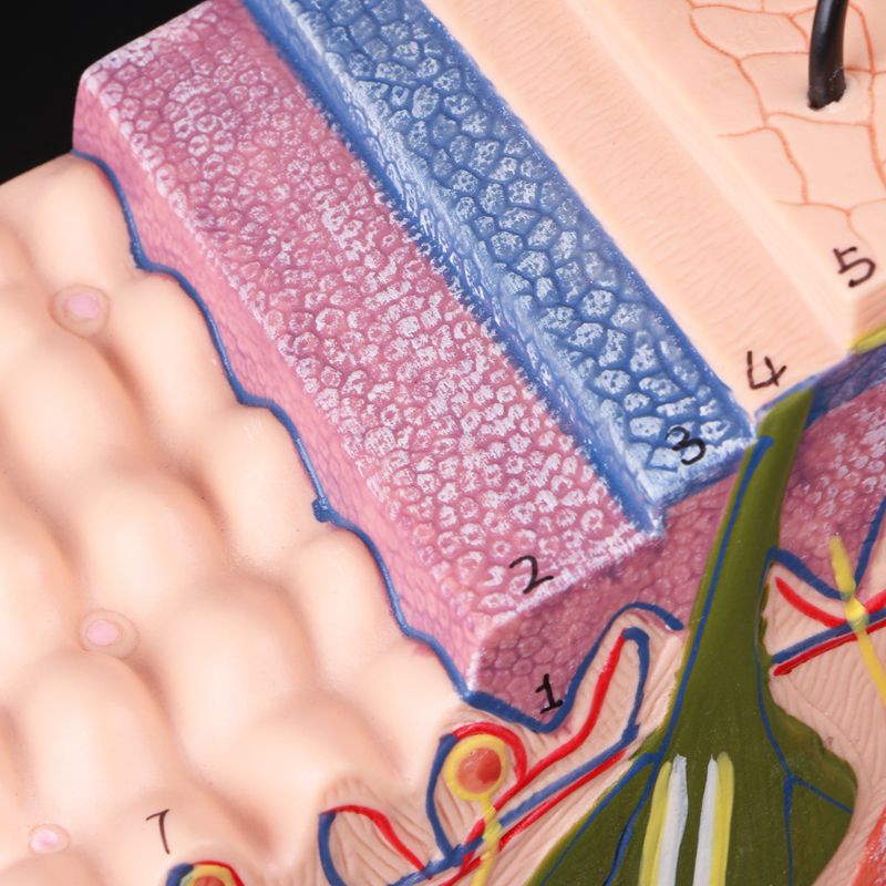 Menselijke Huid Model Blok Vergroot Plastic Anatomie Anatomisch Onderwijs Tool H05B