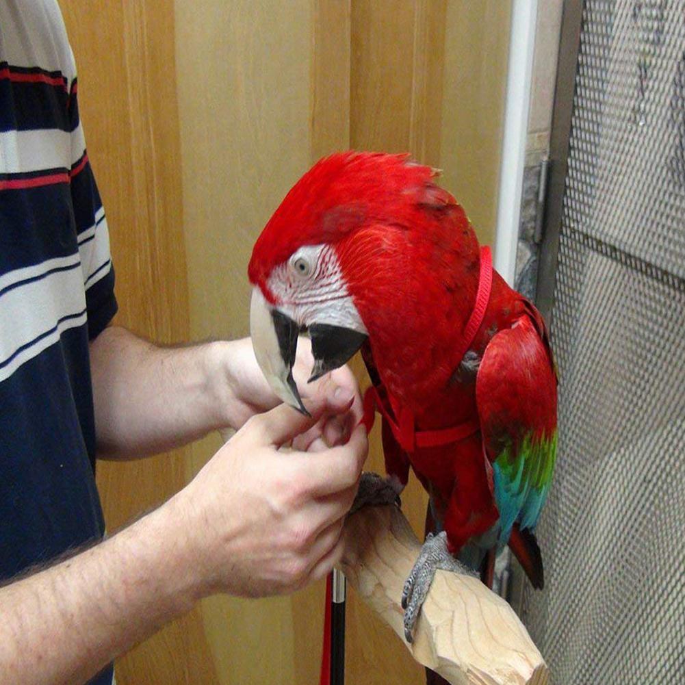 Ingen papegøje trækkraft rem udendørs reb ingen snor justerbar fuglesele til cockatiel tilfældig farve -30