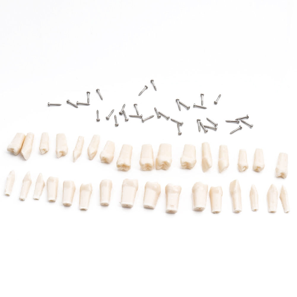 Modèle de dents Standard, modèle de dents orthodontiques avec supports et Tubes buccaux et Implant de fil de ligament et modèle de restauration