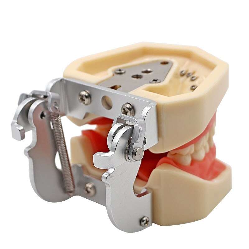 Resin Dental Model 28 Removable Teeth Model Dental Tooth Typodont Model for dentist Teaching Gum teeth model Dentistry Equipment