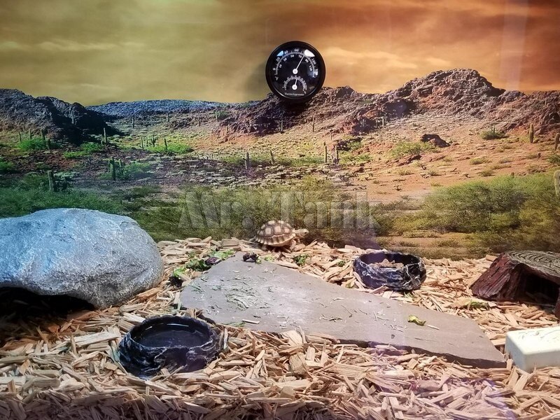 Mr.Tank Reptile Habitat Background Poster HD Desert View With Cactus Terrarium House Wall Decorations