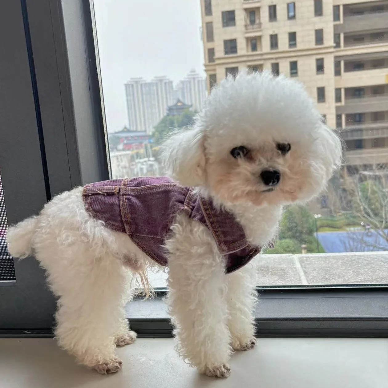 chaleco vaquero para mascotas lavado totalmente de algodón Denim Bixiong Bomei Teddy ropa de abrigo para perros ropa para cachorros chaleco para perros disfraz para perros