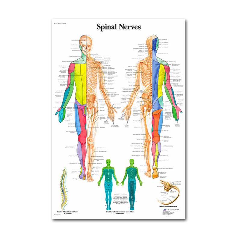 Muscular &amp; Skeletal System Anatomical Poster Set - Human Skeleton &amp; Muscle Anatomy - Single Sided19" x 27"