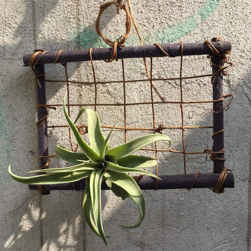 Rustic Style Air Plant Frame Holder Air Plant Rattan Frame Tillandsia Holder Wood Wall Frame Planter for Home Decor