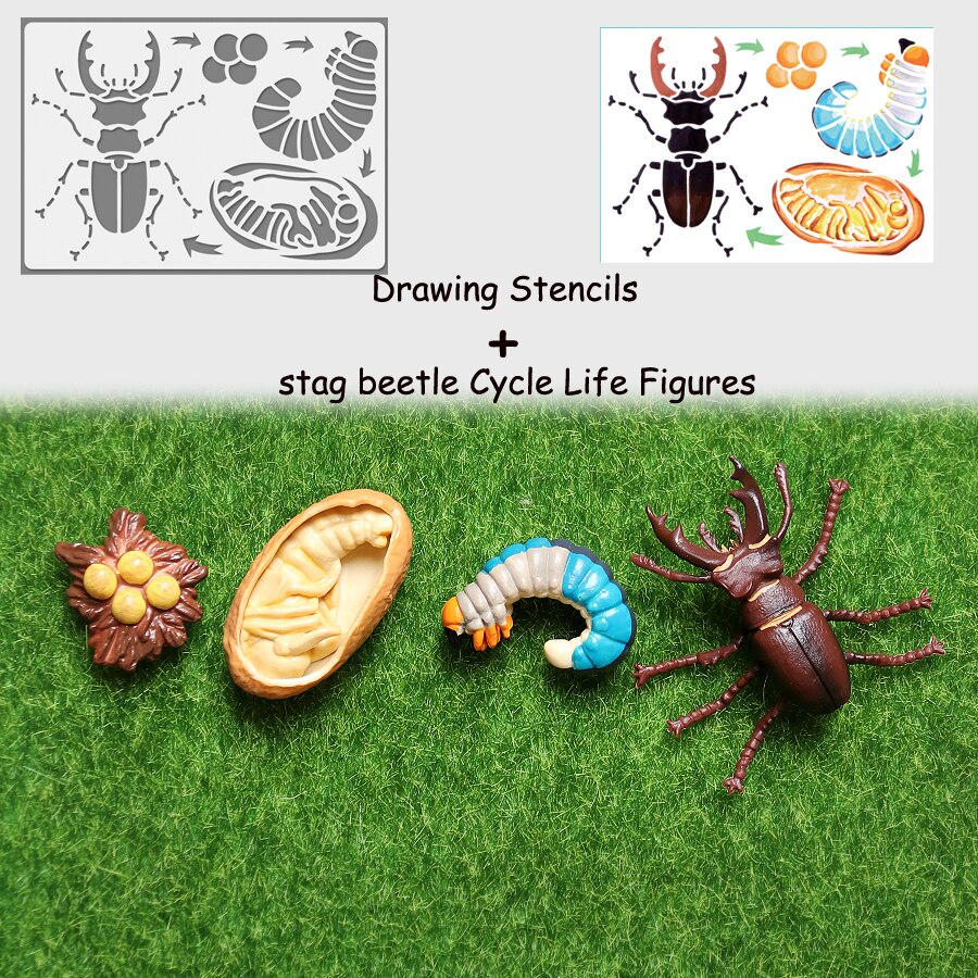 Simulation Animals Life Cycle Model Ladybug Butterfly Hen Turtle Frog Ant Figurine and Stencils Drawing Educational Toys: 1stagbeetle 1Stencil