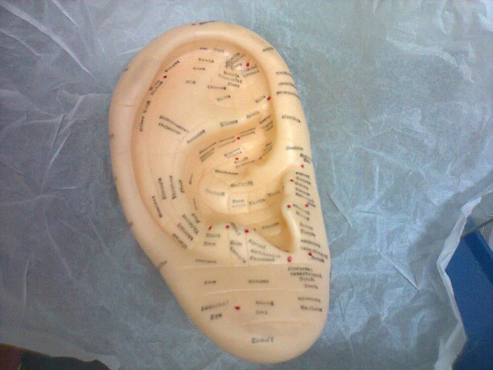 17 cm Oor Acupunctuurpunten model met Reflex Zone in Engels