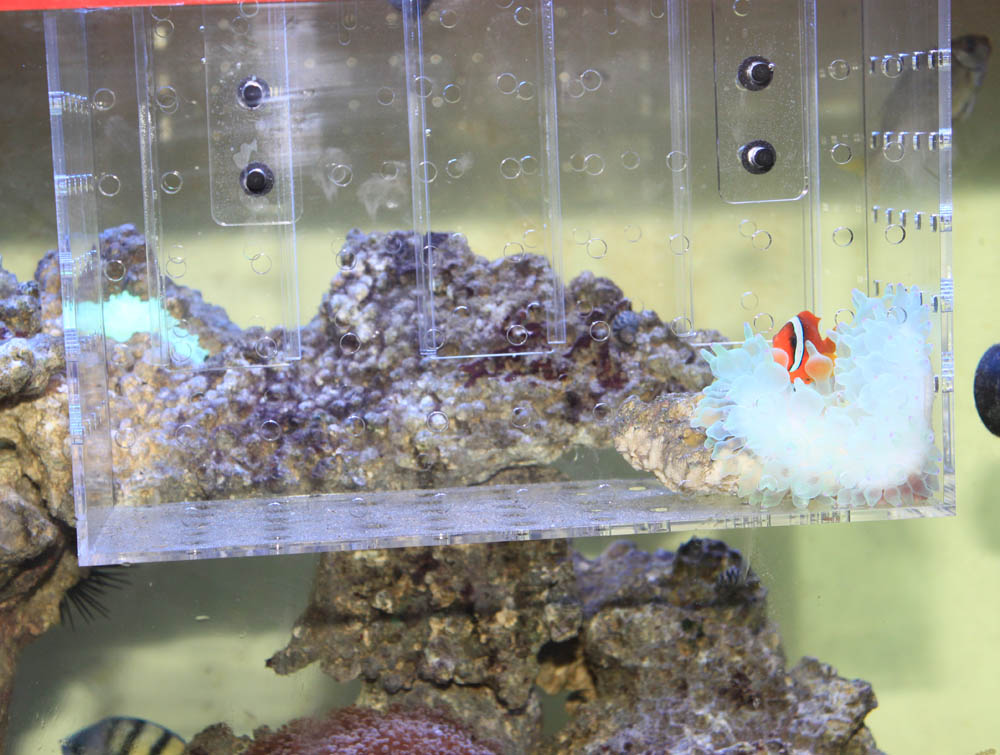 Red Starfish RF-5S 40*8*12cm Aquarium High Acrylic Fish Breeding Isolation Box, Fry, Coral Frags, Inverts, Breeding