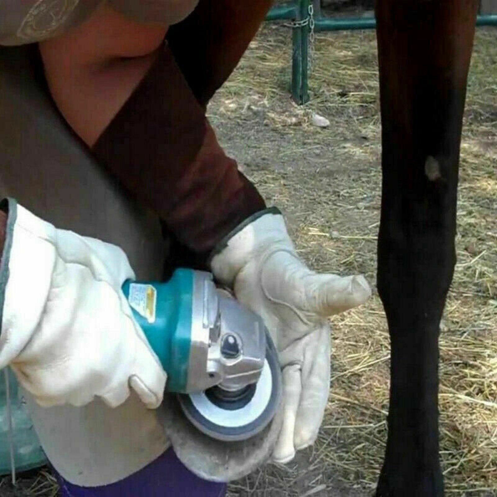 Electric Hoof Trimmer Horse Hoof Trimming Cutter Disc Plate With 6 Sharper Farm Animal Supplies Kit Repair Tool Cutter Machine