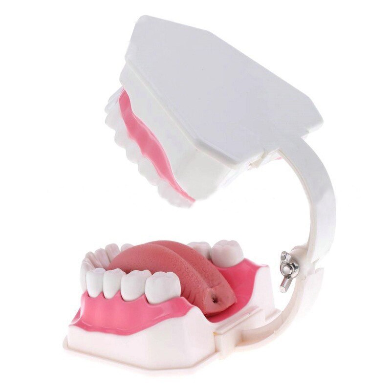 Tanden Model En Tandenborstel Met Hoogwaardige Tanden Onderwijs Model Model