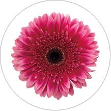 Попсокет für Handys Ring Runde knallen Telefon Halfter Finger tasche buchse Schreibtisch Ausbau Stehen Griff: wählen 3