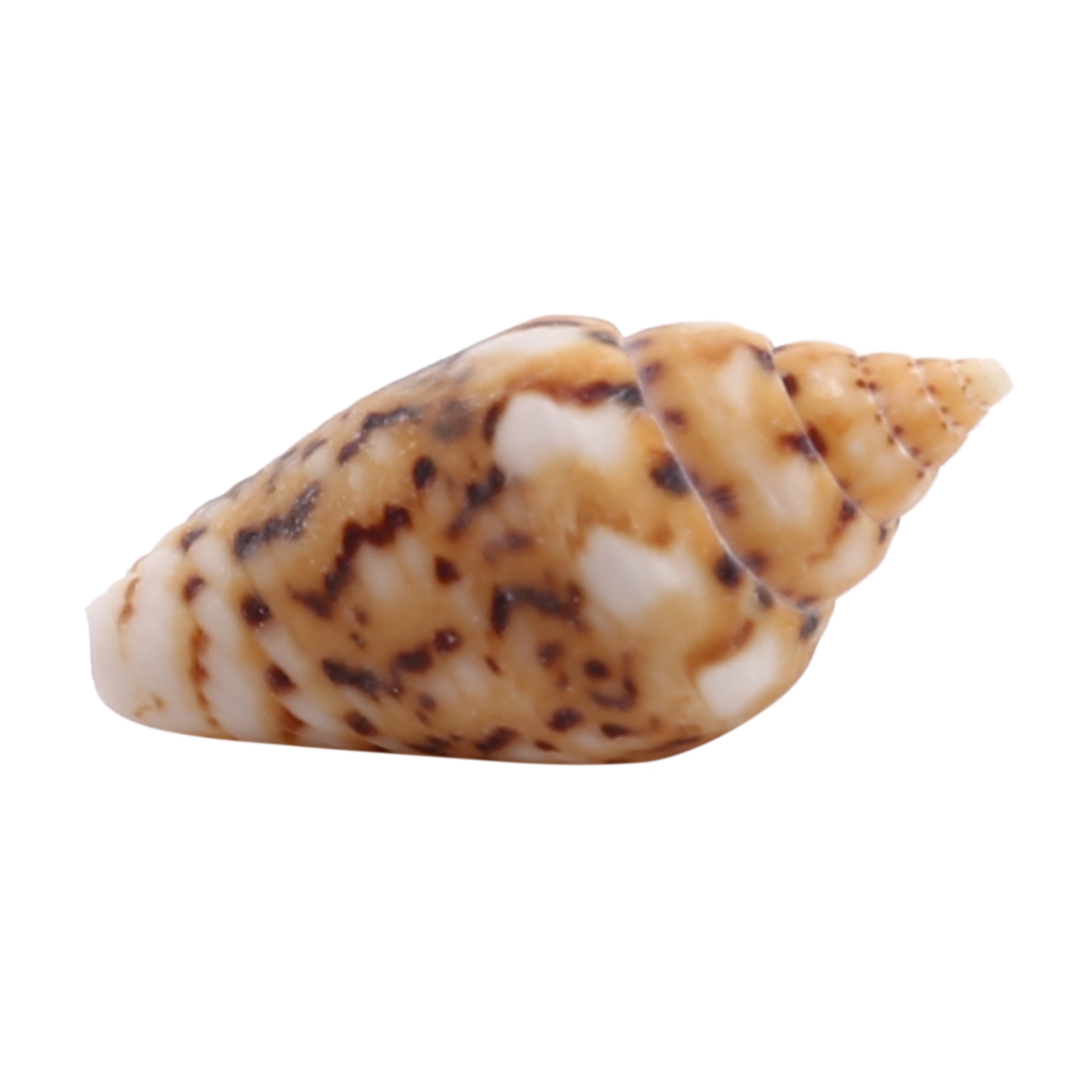 About 1300-1500 Tiny Sea Shell Ocean Beach Spiral Seashells Craft Charms 7-12mm for Candle Making,Home Decoration,Beach Theme