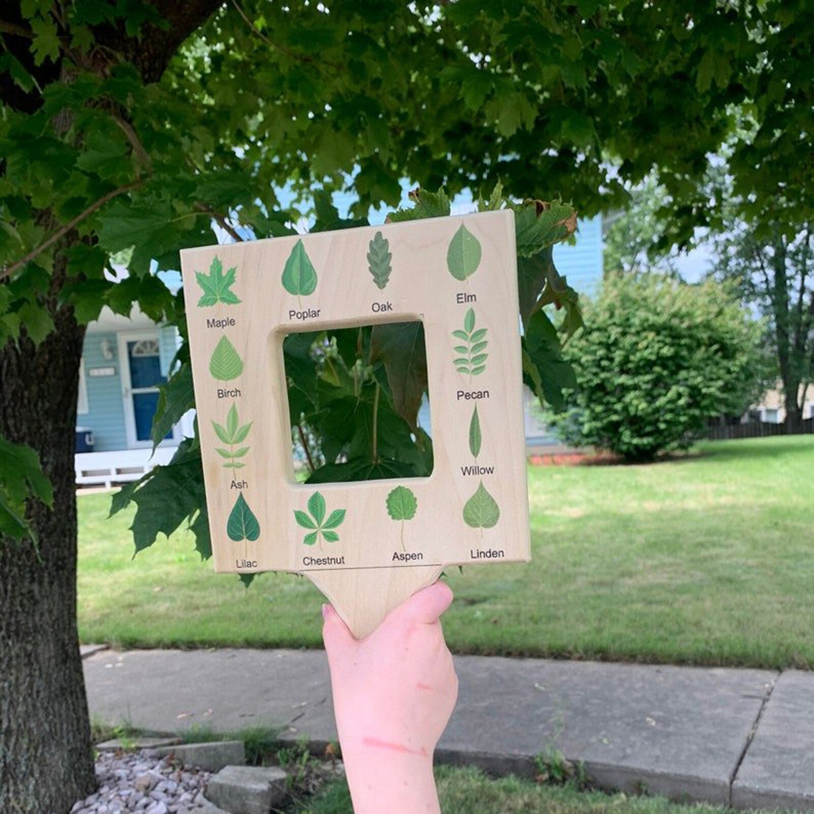 Nature Guide Finder Leaf Finder Cloud Viewer Identification Guide Homeschooling Nature Identification Materials Frame