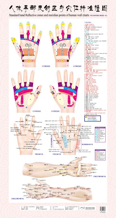 Standard fodreflekterende zoner og meridianpunkter på menneskelige vægkort, fodmassage