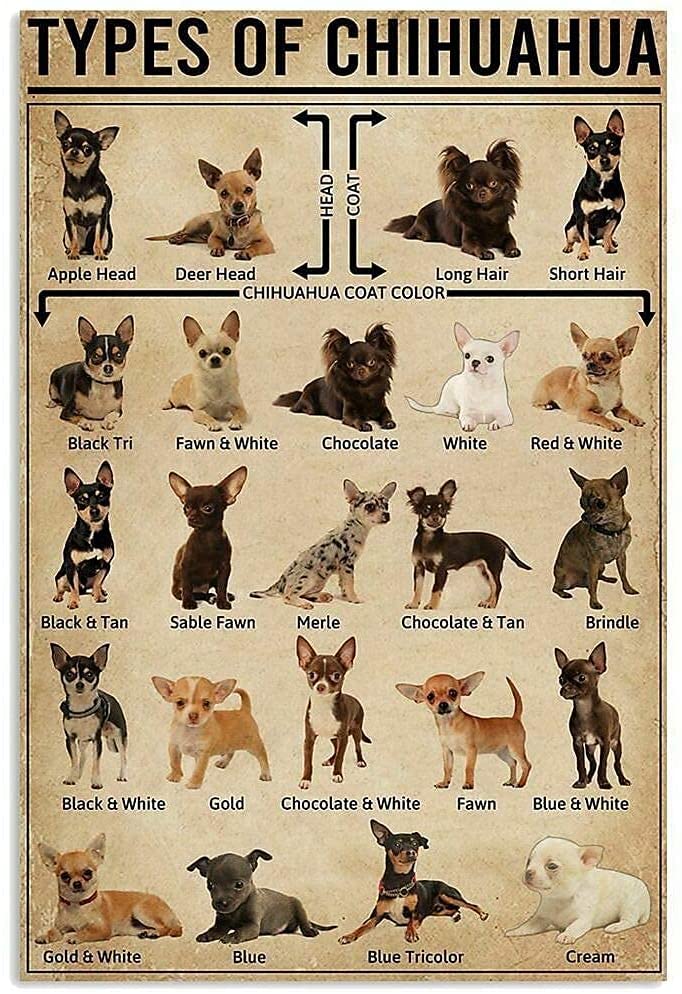 Dog Anatomy Metal Tin Sign Australian Cattle Dog Knowledge Poster Farm School Education Club Garage Wall Decor Plaque 8x12 Inch: Shetland Sheepdog / 12x16inch