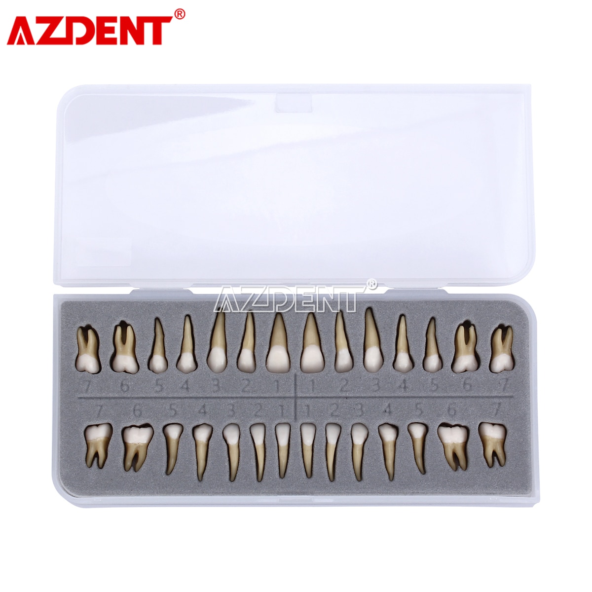 Vuxentänder modell 28 st 1:1 permanenta tänder dental modell zyr -7008 harts skolundervisningsutrustning