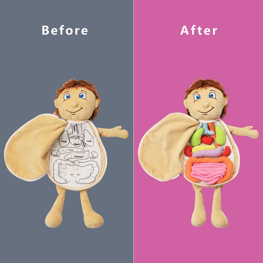 Kids Human Plush Model Anatomy Doll Boy And Girl Human Structure Cognition Educational Soft Toy For Preschool Toys