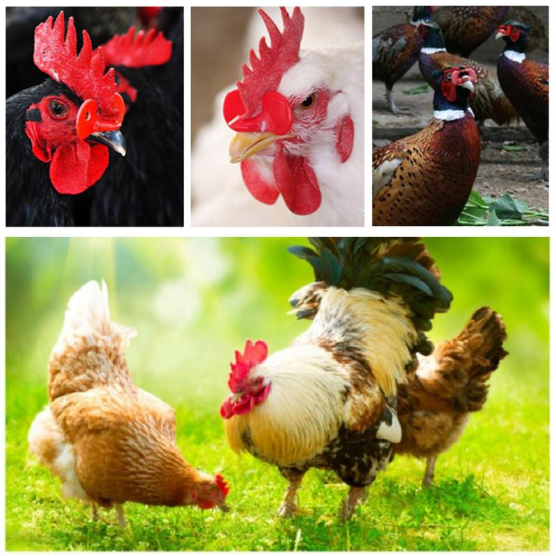 Gafas antipectorales para gallinas y faisán, equipo de cría de pollos, gafas para el pene, para Cocina y jardín, 20 Uds.